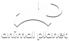 Animal Planet HD UK logo